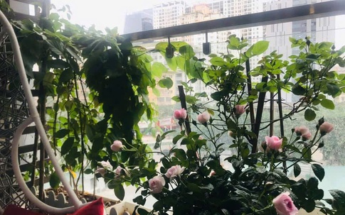 Tuyệt chiêu chống nắng cho ban công: Biến "lò bát quái" thành góc thư giãn mát rượi
