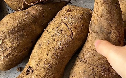 Nhìn như khoai lang, nhưng ăn giòn ngọt hơn củ đậu, ví như 'nhân sâm dưới lòng đất', làm được nhiều món ngon bổ dưỡng