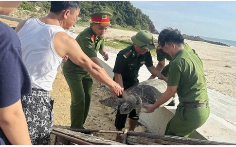 Thả cá thể rùa biển quý hiếm về môi trường tự nhiên
