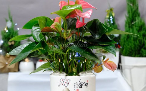 Cây để bàn làm việc tuổi Đinh Tỵ giúp thu hút vượng khí