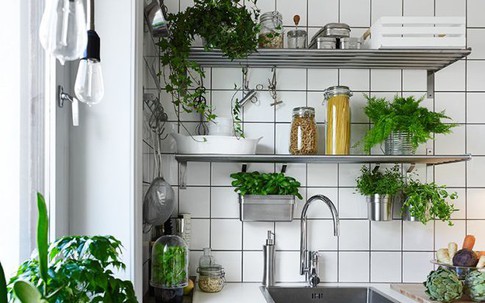 Đặt 4 loại cây phong thủy này trong bếp, gia chủ tự nhiên đón lộc, đổi đời