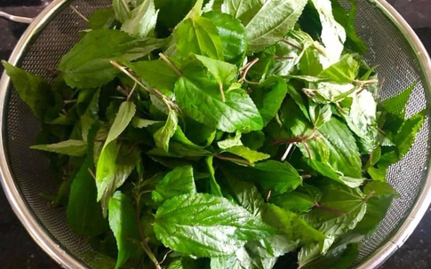 Được người Nhật gọi là “nhân sâm xanh”, rau này vừa mát vừa bổ, xuất hiện trên mâm cơm Việt mỗi mùa hè