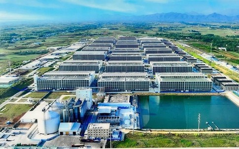 Tổ hợp chăn nuôi lợn nhà cao tầng công nghệ cao Hà Nội: Kỳ vọng công nghệ đi đôi với giám sát minh bạch