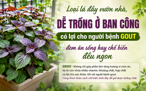 Loại lá đầy vườn nhà, dễ trồng ở ban công có lợi cho người bệnh gout, đem ăn sống hay chế biến đều ngon