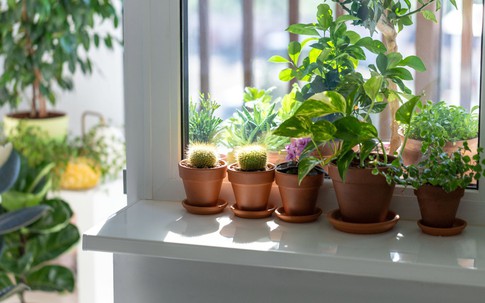 Bí quyết ngủ ngon và thải độc phòng ngủ nhờ những chậu cây quen thuộc