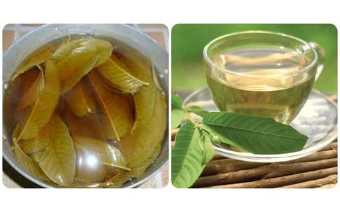 Uống nước lá ổi tươi có tác dụng gì? Cách uống thế nào cho đúng?