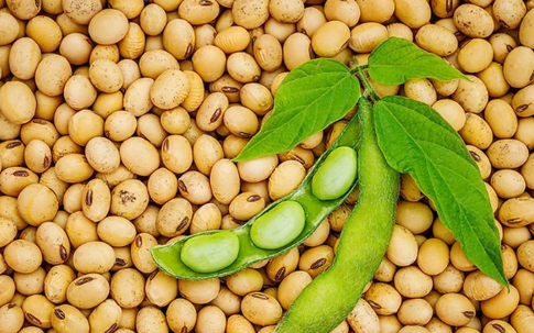 Ngỡ là món ăn bình dân, 6 loại đậu này lại là "thần dược" cho xương khớp