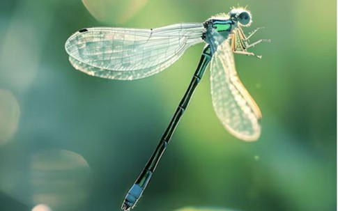 Số cuối ngày sinh Âm lịch của người không bao giờ thay lòng đổi dạ
