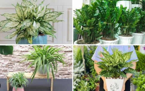 Tuổi Tuất muốn đổi vận, hãy trồng ngay loại cây này