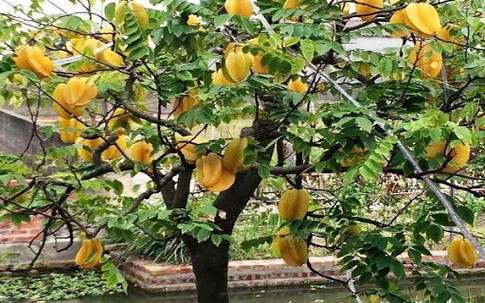 Lý do bất ngờ khiến những mệnh này nên trồng cây khế trong 4 tháng cuối năm 2026