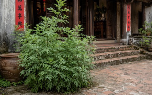 Loài rau thảo mộc giàu dương khí nên trồng trước nhà để rước tài lộc