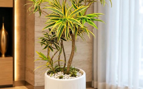 3 cây cảnh lá vàng vừa đẹp vừa hút tài lộc, được ví như 'cây mạ vàng' cho không gian sống