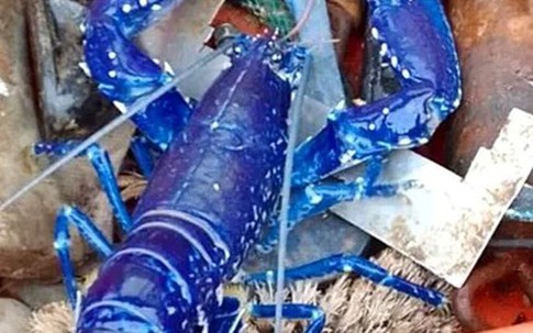 Hai cha con bắt được con tôm hùm có màu xanh cực hiếm