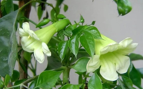 Cây hạnh phúc nở hoa báo hiệu điều gì? Mệnh nào trồng để lộc đổ về nhà?