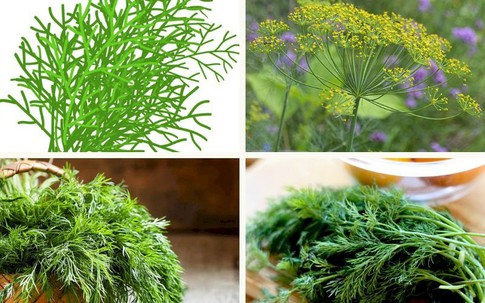Đây mới là loại rau gia vị dễ trồng và mẹo trồng các loại thảo mộc trong nhà vừa làm món ăn ngon, lại giúp chữa bệnh
