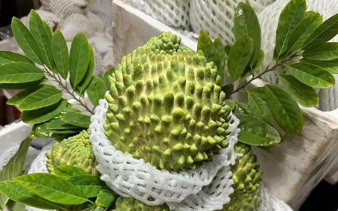 Loại na đặc biệt quả to tới 2kg, thịt dày, ít hạt, vị ngọt béo tốt cho sức khỏe