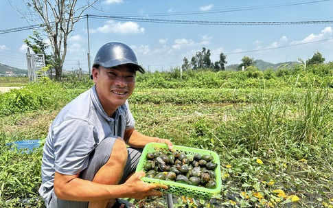 Làng nuôi ốc bươu đen thu hàng chục tỷ đồng mỗi năm ở Nghệ An