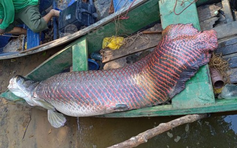 Ngư dân bắt được con cá hải tượng long dài 2,44 mét, nặng 120kg trên sông
