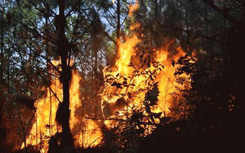 Quảng Ninh: Cháy rừng tại Bãi Cháy