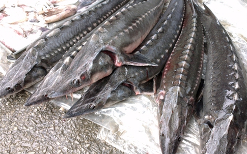 Quảng Ninh: Thu giữ 300 kg cá tầm nhập lậu