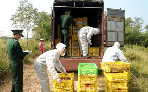 Quảng Ninh: Bắt giữ 2 vụ vận chuyển hơn 30 nghìn con gà giống nhập lậu