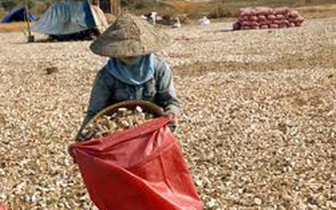 Có hay không thuốc diệt cỏ làm khô nông sản?