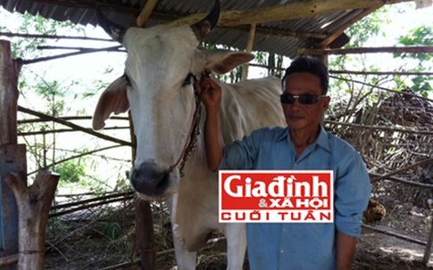 "Độc chiêu" của “dị nhân” mù có biệt tài... buôn bò xuyên biên giới
