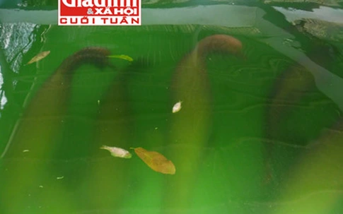 Bể cá cảnh khổng lồ với đàn “quái vật Amazon” giá bạc tỷ của lão nông miệt vườn