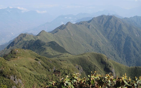 Thực hư đông trùng hạ thảo "made in Việt Nam"