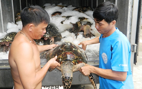 Hiểm họa từ những chuyến săn rùa biển