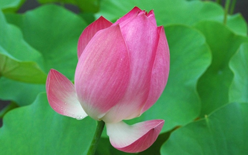 Công dụng tuyệt vời của sen