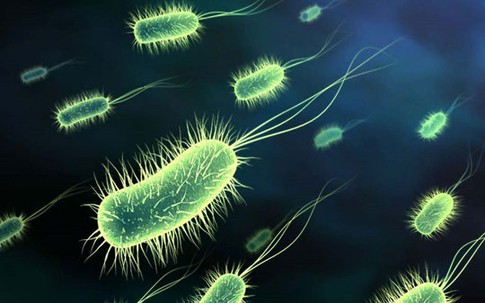 Bé trai 1 tuổi chết vì vi khuẩn E.coli kháng thuốc