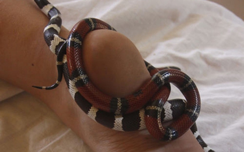 Sởn gai ốc mốt chữa bệnh, làm đẹp bằng động vật