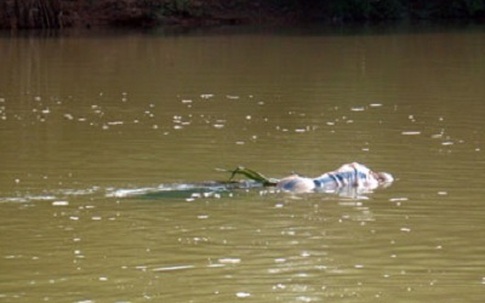 Hà Nội: Phát hiện xác chết nổi trên sông Hồng