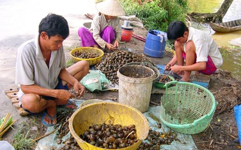 Nguy cơ từ chiến dịch săn ốc bươu vàng