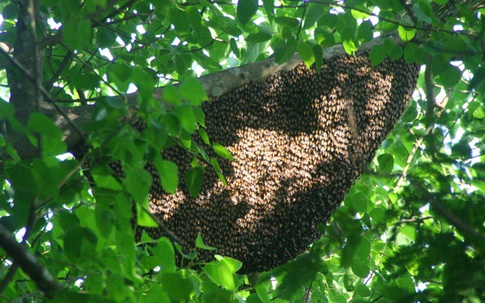 Hàng chục người bị ong chích tả tơi trong công viên