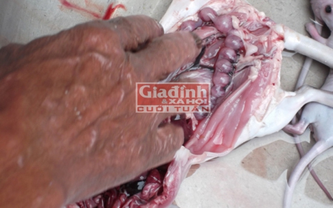 Ăn chuột bao tử tăng cường khả năng đàn ông: Không có cơ sở khoa học