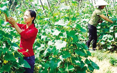 Việc nhà đang đè nặng phụ nữ