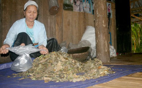 Bài thuốc truyền tám đời chữa ba loại nan y của "thần y" xứ Mường