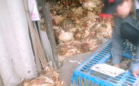 H7N9 chưa vào Việt Nam 