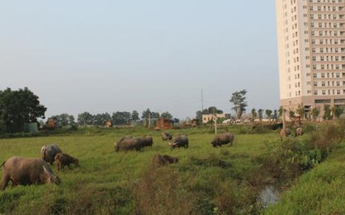 Chăn trâu kiếm hàng trăm triệu đồng giữa Hà Nội