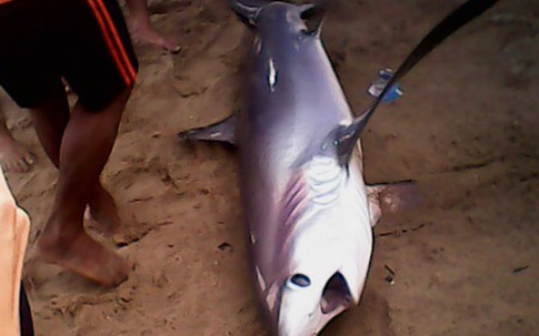 Lần đầu tiên cá mập trắng dạt vào bãi tắm Nha Trang