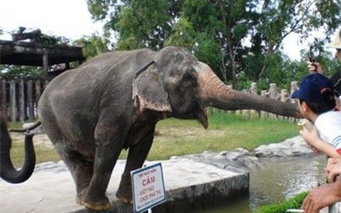 Người bị quật chết ở Đại Nam gần gũi với voi Ka từ nhỏ