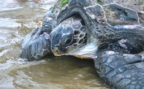Rùa ‘khủng’ mắc lưới ngư dân