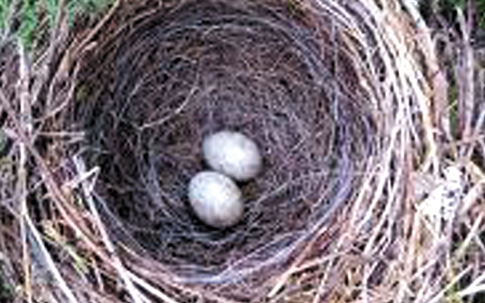 Ăn trứng chim sẻ làm khỏe "tinh binh" 