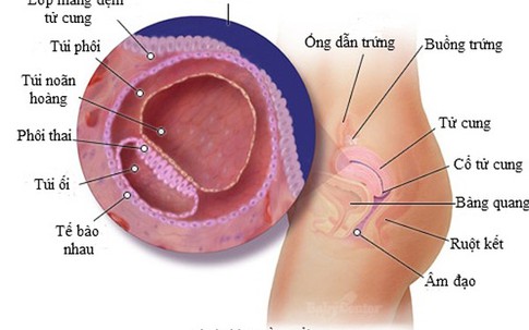 9 điều cực hay về nhau thai có thể mẹ bầu chưa biết