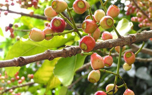 Công dụng tuyệt vời của cây vối