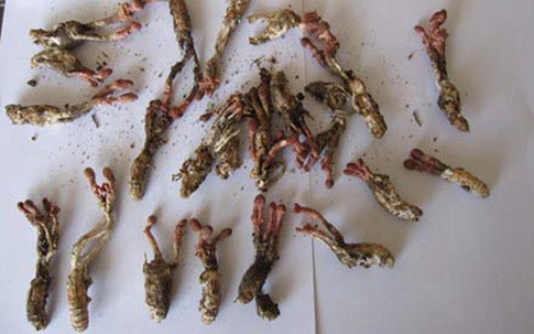 Ăn nhộng ve, coi chừng bị ngộ độc