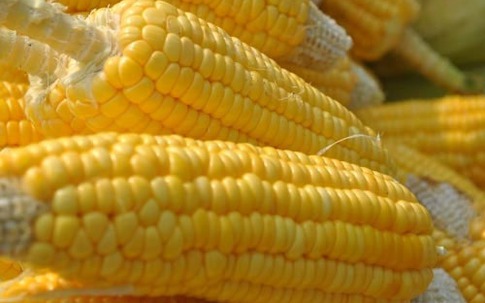 Những công dụng thần kì của ngô