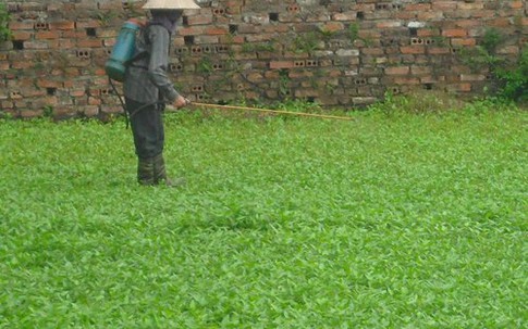 Những vựa rau muống 'ướp' thuốc độc ở Hà Nội
